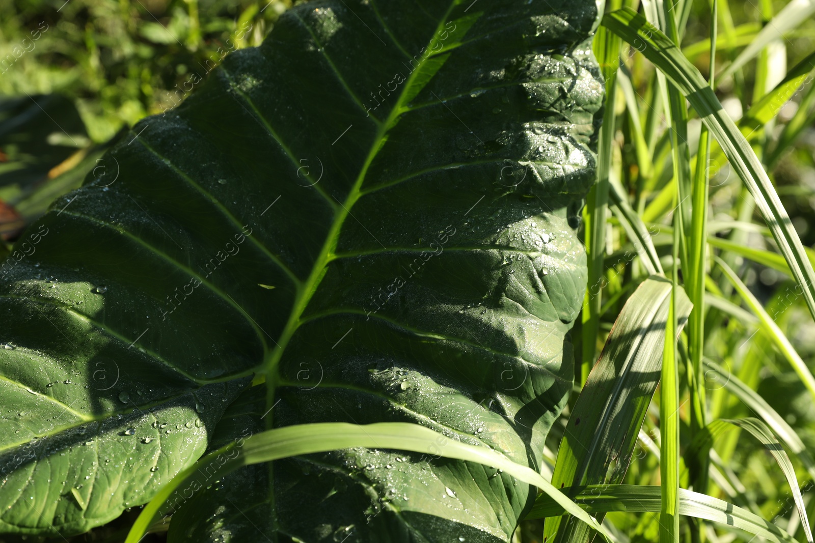 Plant with big green leaf growing outdoors, closeup Photo of Plant with big green leaf growing outdoors, closeup