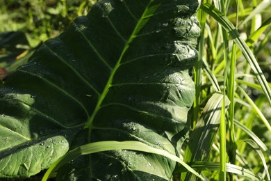Photo of Plant with big green leaf growing outdoors, closeup