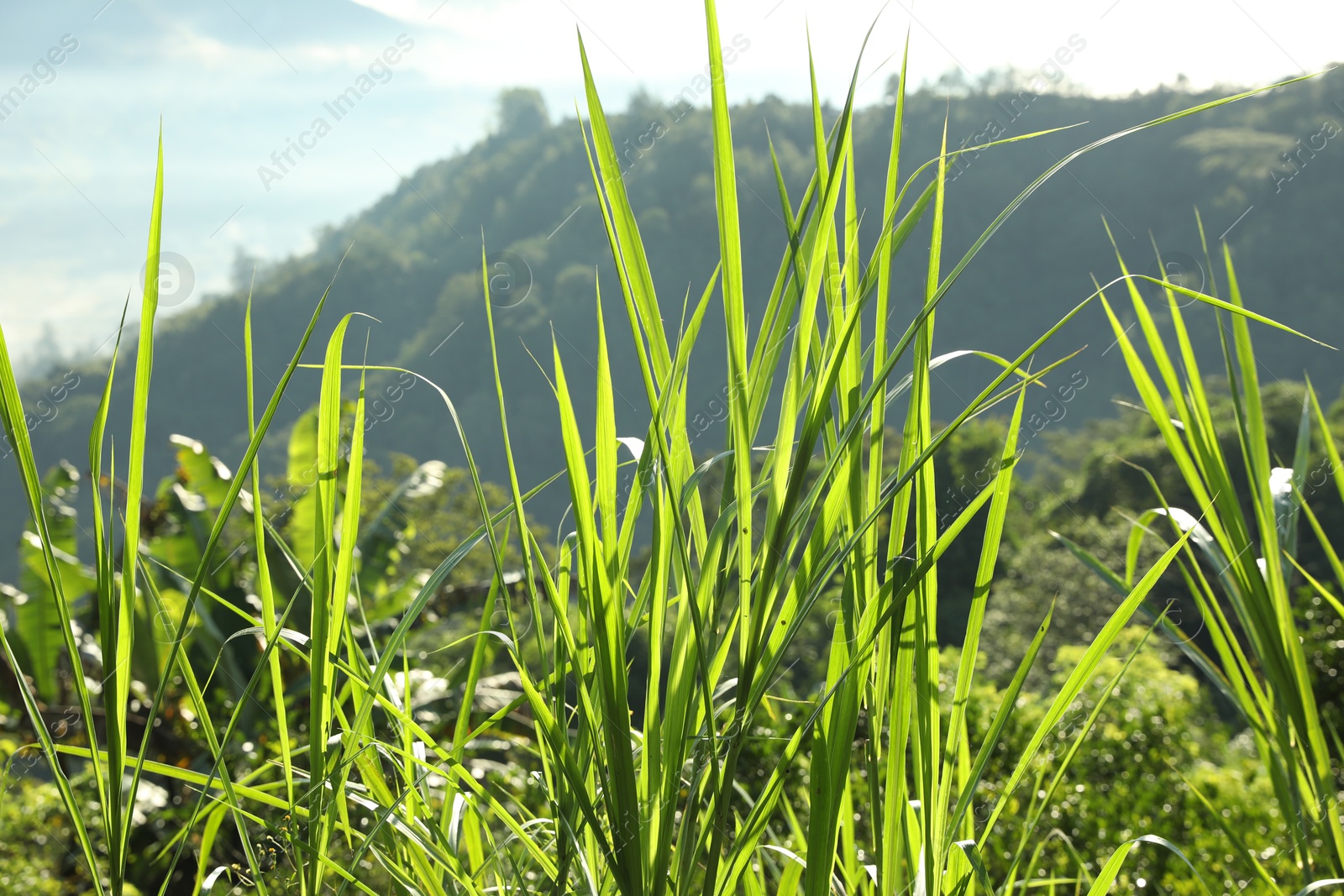 Green grass growing in mountain forest, closeup Photo of Green grass growing in mountain forest, closeup