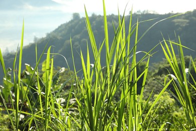 Photo of Green grass growing in mountain forest, closeup
