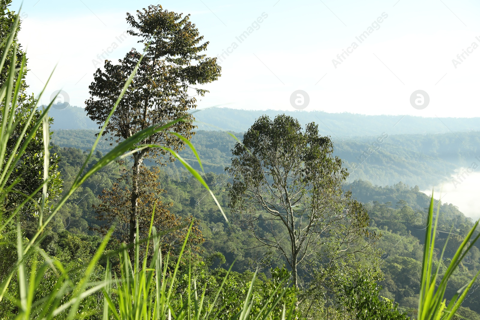 Many different trees growing in mountain forest Photo of Many different trees growing in mountain forest