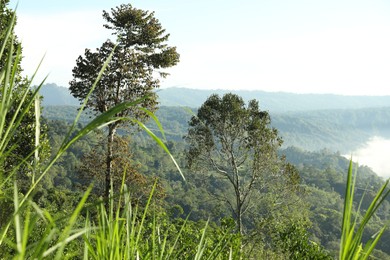 Photo of Many different trees growing in mountain forest