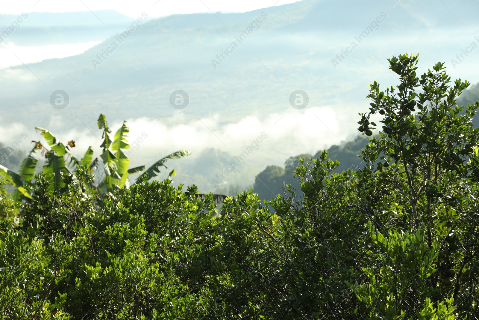 Many different trees growing in mountain forest Photo of Many different trees growing in mountain forest
