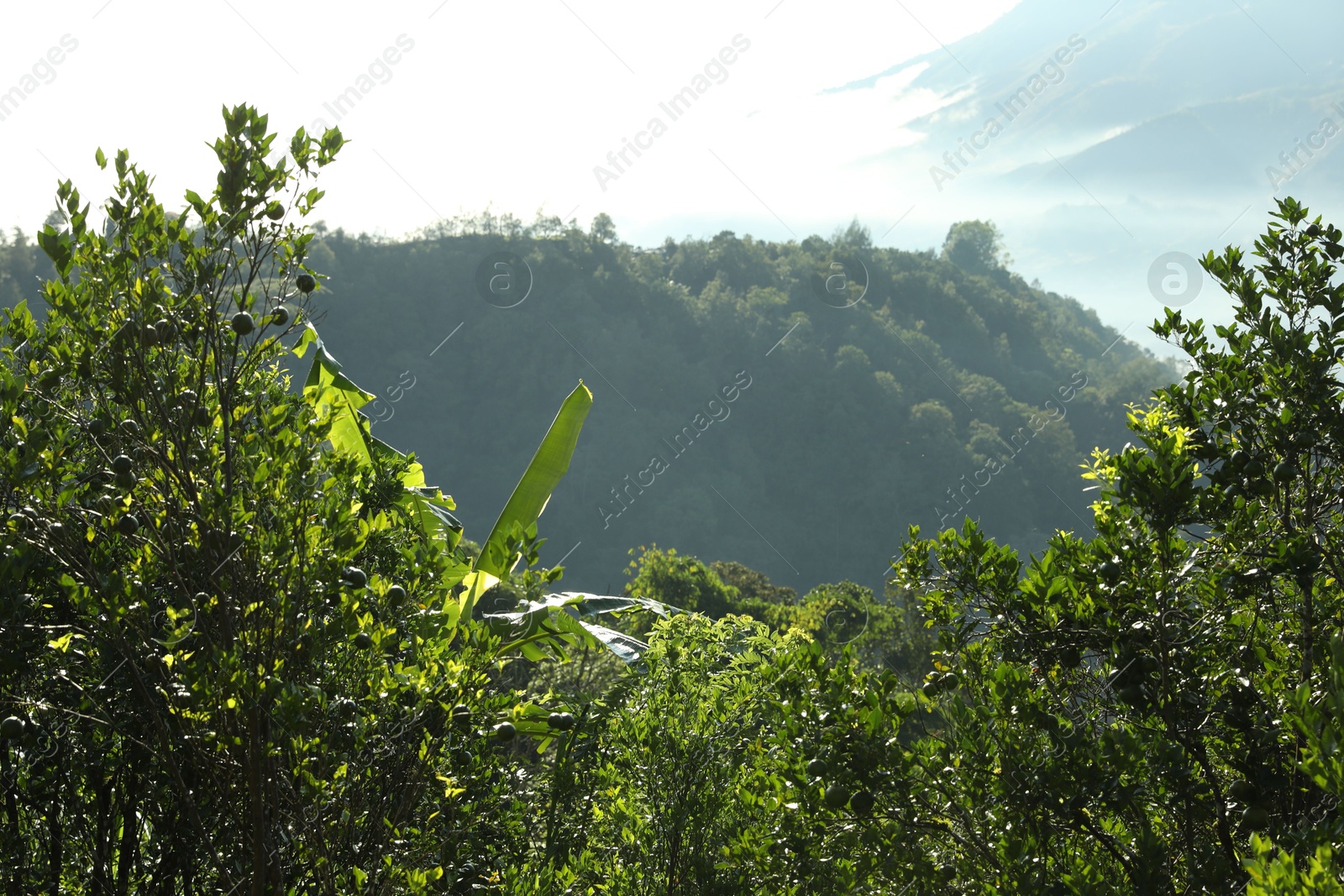 Many different trees growing in mountain forest Photo of Many different trees growing in mountain forest