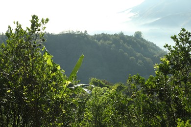 Photo of Many different trees growing in mountain forest