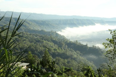 Photo of Many different trees growing in mountain forest