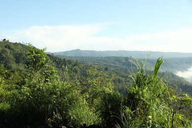 Photo of Many different trees growing in mountain forest