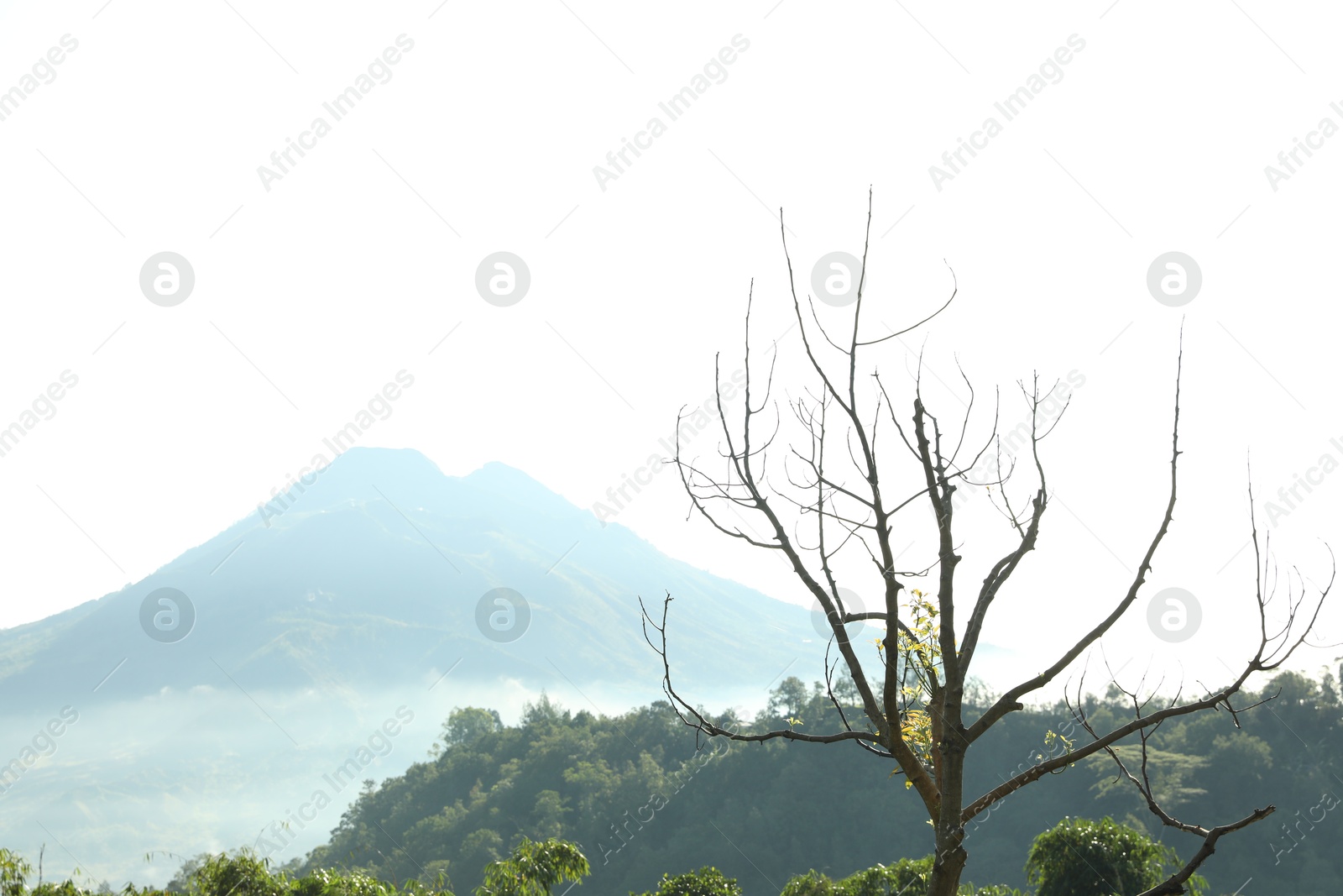 Tree growing against picturesque view of mountains Photo of Tree growing against picturesque view of mountains