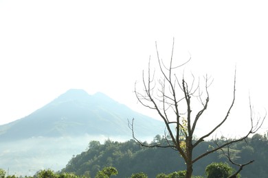 Photo of Tree growing against picturesque view of mountains