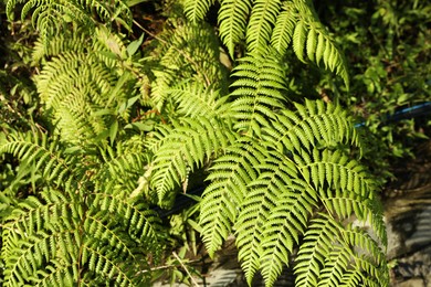 Photo of Plant with green leaves growing outdoors, closeup