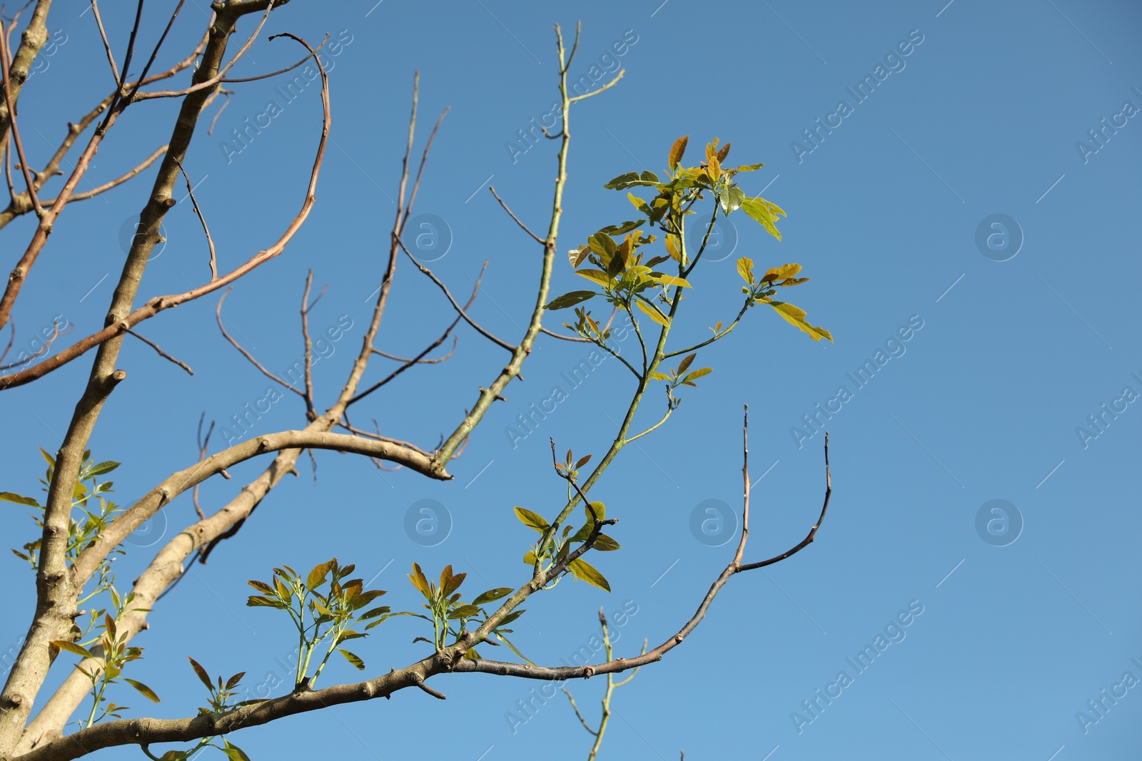Tree with green leaves against blue sky, closeup Photo of Tree with green leaves against blue sky, closeup