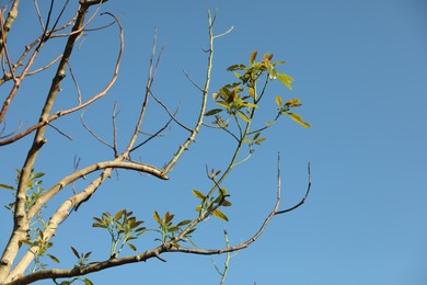 Photo of Tree with green leaves against blue sky, closeup
