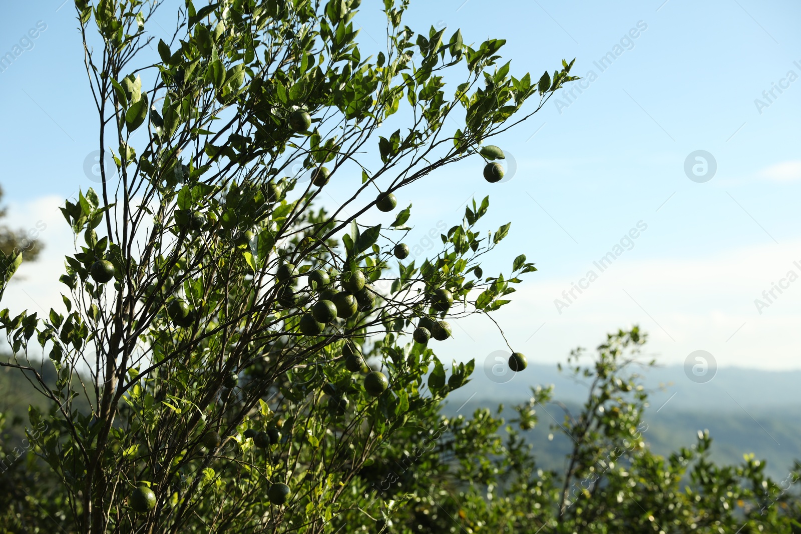 Annona tree with fruits growing in forest Photo of Annona tree with fruits growing in forest