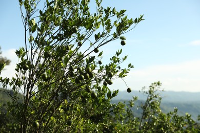 Photo of Annona tree with fruits growing in forest