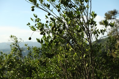 Photo of Annona tree with fruits growing in forest