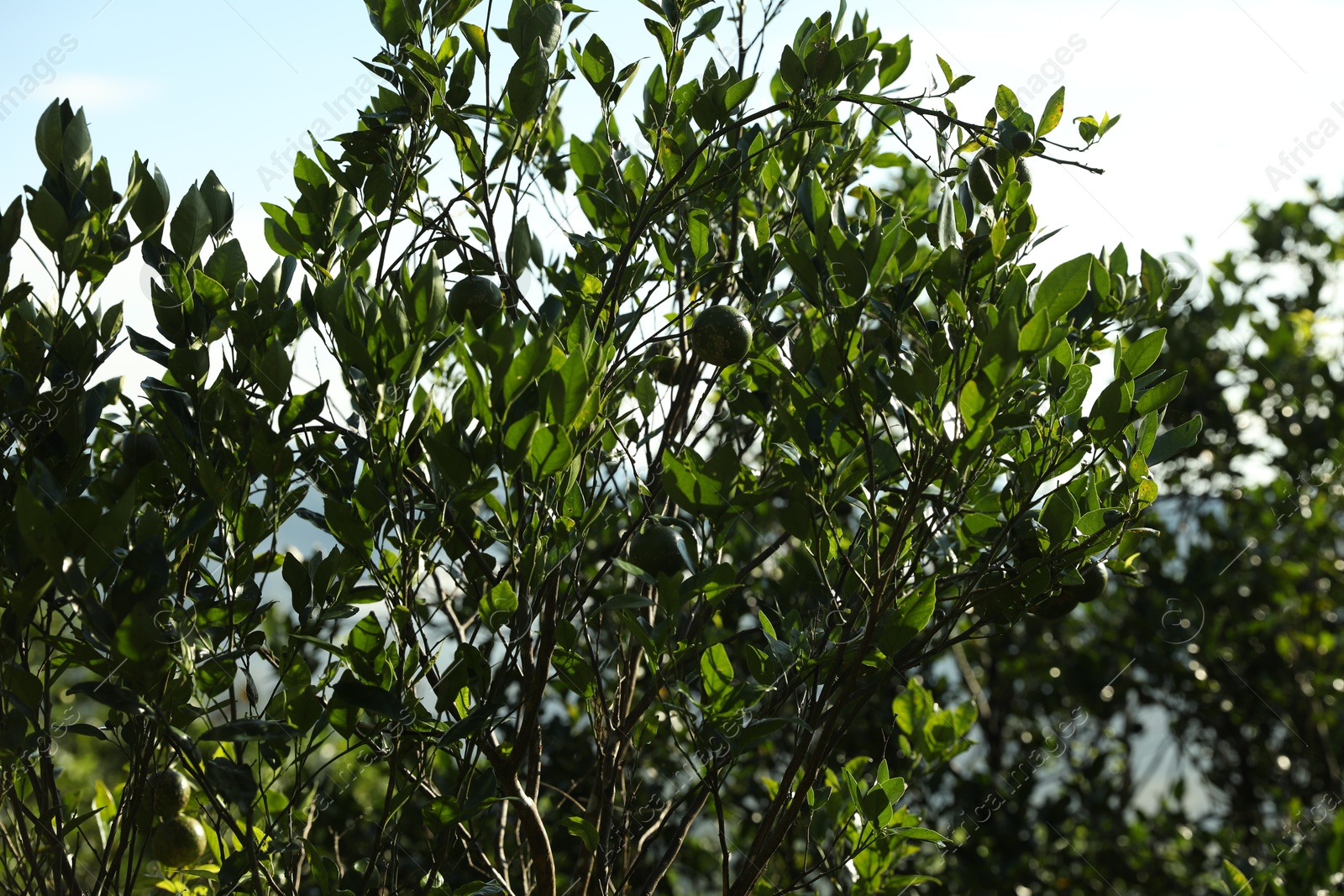Annona tree with fruits growing in forest Photo of Annona tree with fruits growing in forest
