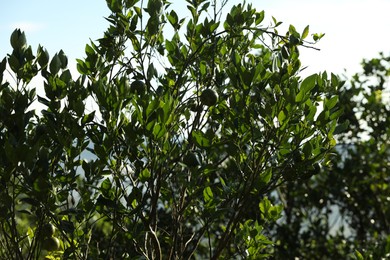 Photo of Annona tree with fruits growing in forest