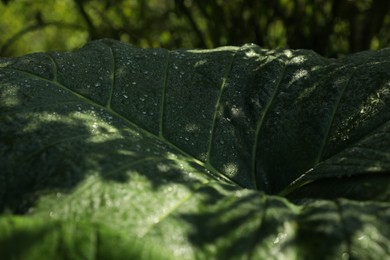 Photo of Plant with big green leaf growing outdoors, closeup