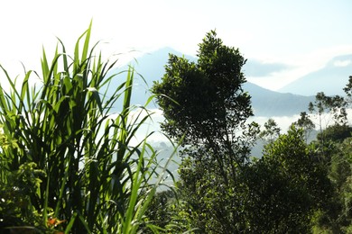 Photo of Different plants growing in forest on mountain