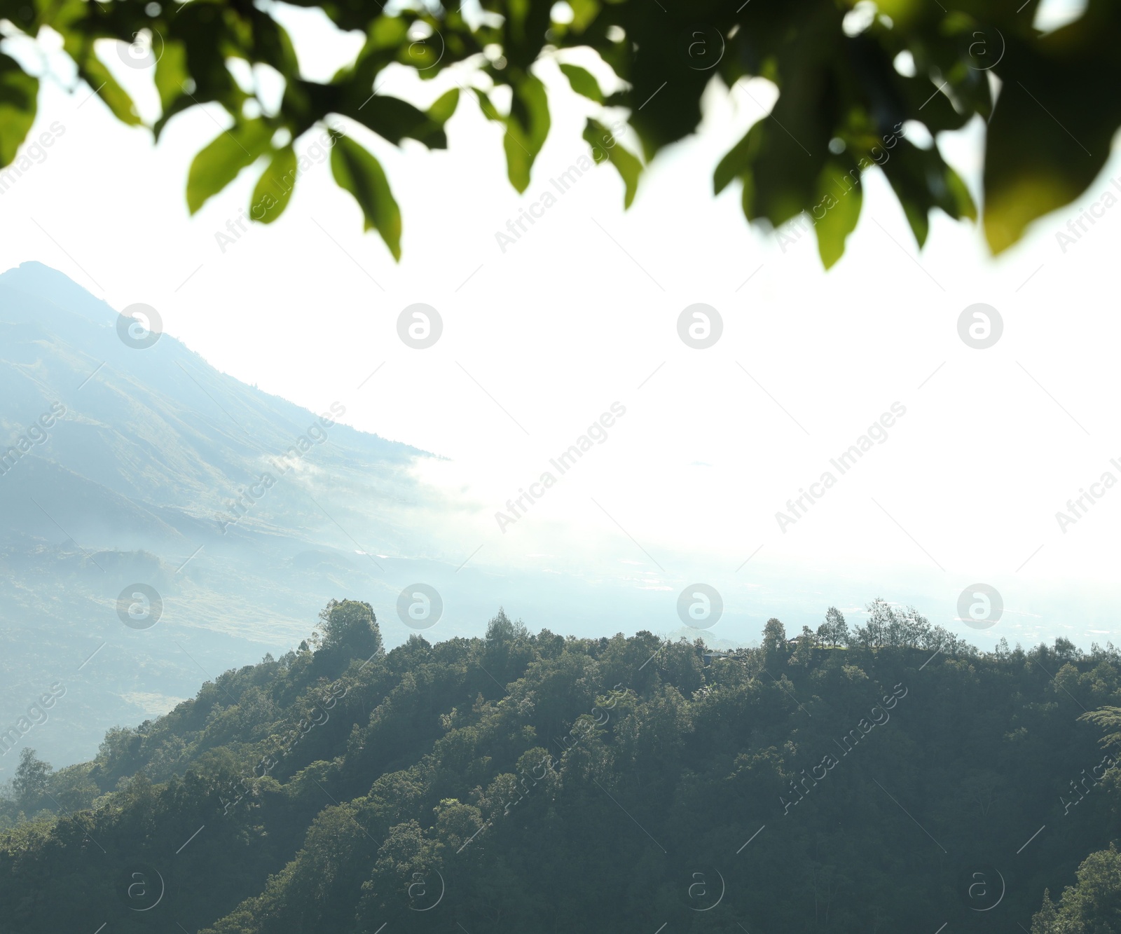 Many different trees growing on beautiful mountains Photo of Many different trees growing on beautiful mountains