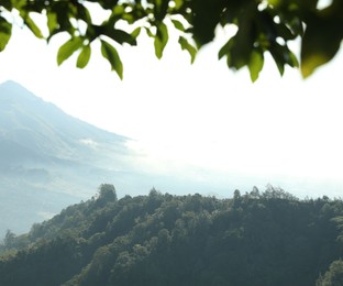 Photo of Many different trees growing on beautiful mountains