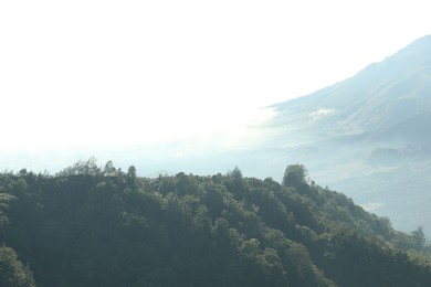 Photo of Many different trees growing on beautiful mountains