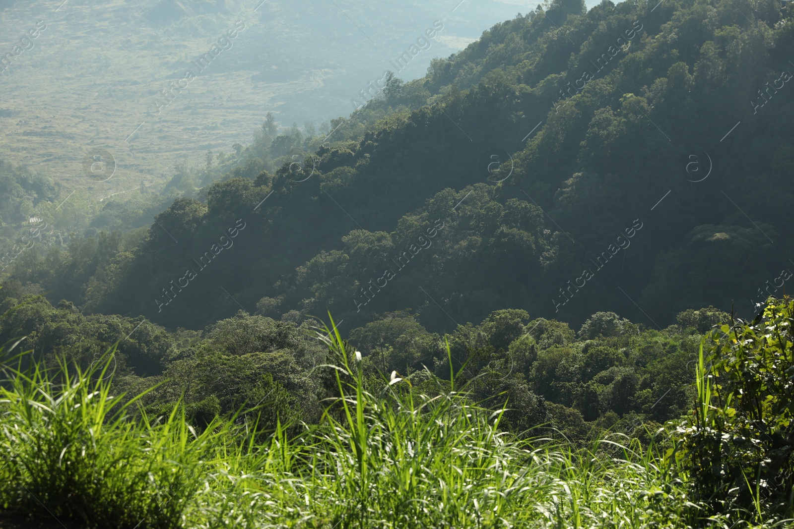 Many different trees growing on beautiful mountains Photo of Many different trees growing on beautiful mountains