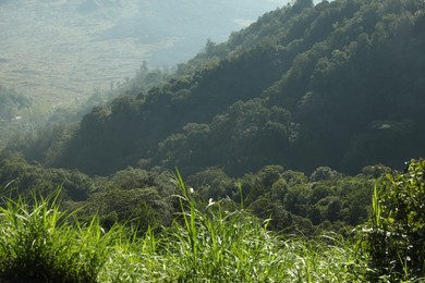 Photo of Many different trees growing on beautiful mountains