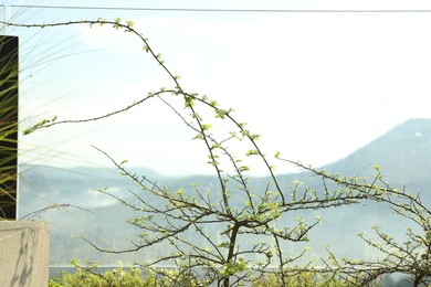Photo of Plant with green leaves growing on mountain