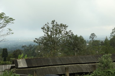 Photo of View of different trees over buildings roofs