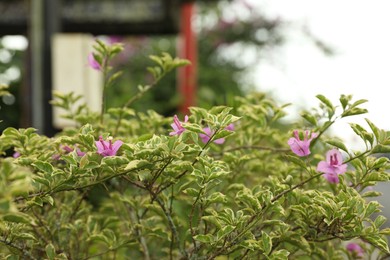 Photo of Bougainvillea shrub with beautiful flowers growing outdoors