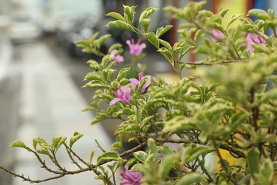 Photo of Bougainvillea shrub with beautiful flowers growing outdoors