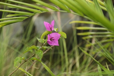 Photo of Bougainvillea shrub with beautiful flowers growing outdoors, closeup