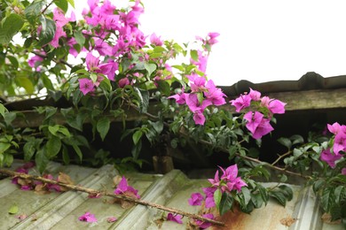 Photo of Bougainvillea shrub with beautiful flowers growing outdoors