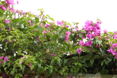 Photo of Bougainvillea shrub with beautiful flowers growing outdoors