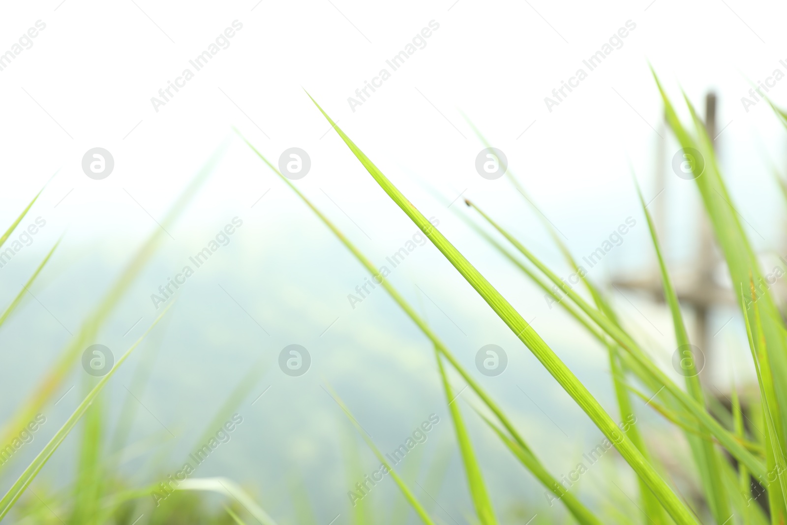 Green grass against blurred background, closeup. Space for text Photo of Green grass against blurred background, closeup. Space for text