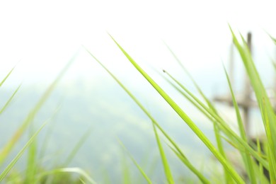 Photo of Green grass against blurred background, closeup. Space for text