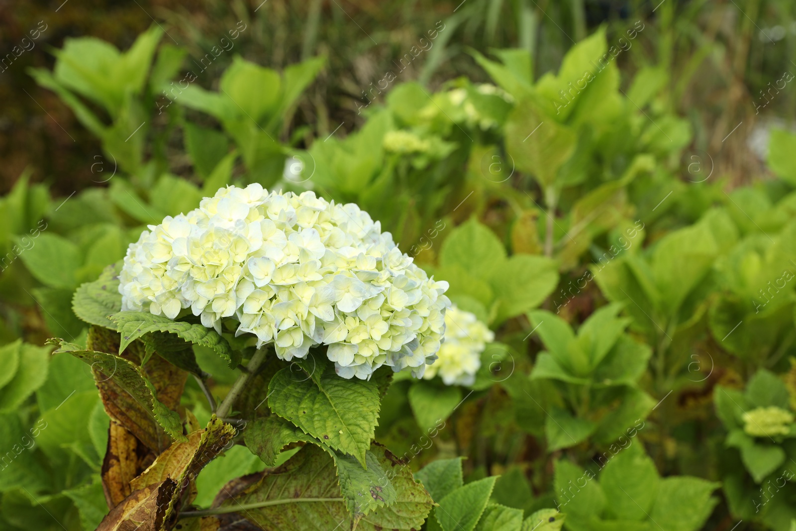Hydrangea plant with beautiful flower growing outdoors, closeup Photo of Hydrangea plant with beautiful flower growing outdoors, closeup