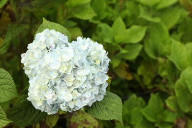 Photo of Hydrangea plant with beautiful flower growing outdoors, closeup