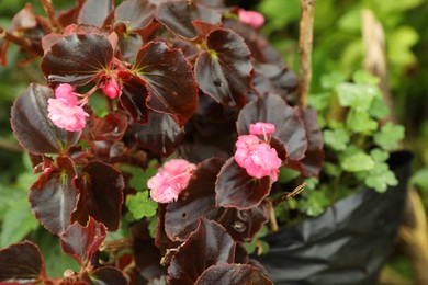 Photo of King begonia plant with beautiful flowers outdoors, closeup