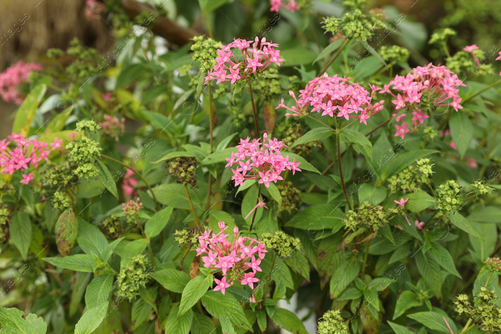Plant with beautiful pink flowers growing outdoors Photo of Plant with beautiful pink flowers growing outdoors