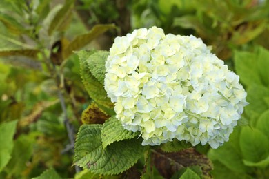 Photo of Hydrangea plant with beautiful flower growing outdoors, closeup