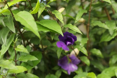 Photo of Bush with beautiful violet flowers growing outdoors, closeup