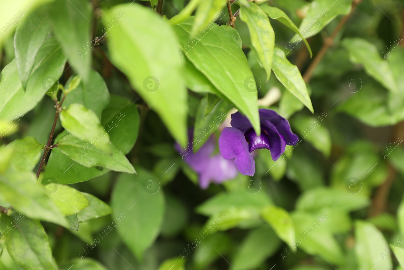Bush with beautiful violet flowers growing outdoors, closeup Photo of Bush with beautiful violet flowers growing outdoors, closeup