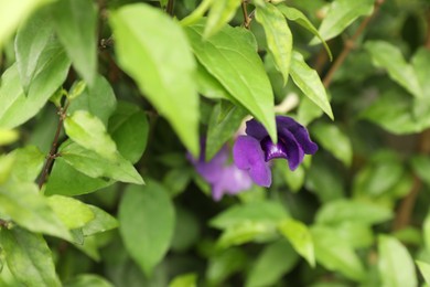 Photo of Bush with beautiful violet flowers growing outdoors, closeup