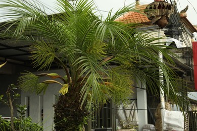 Photo of Beautiful palm tree on city street, closeup