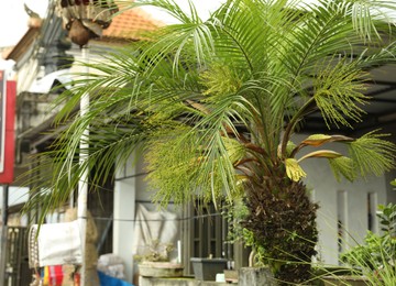 Photo of Beautiful palm tree on city street, closeup