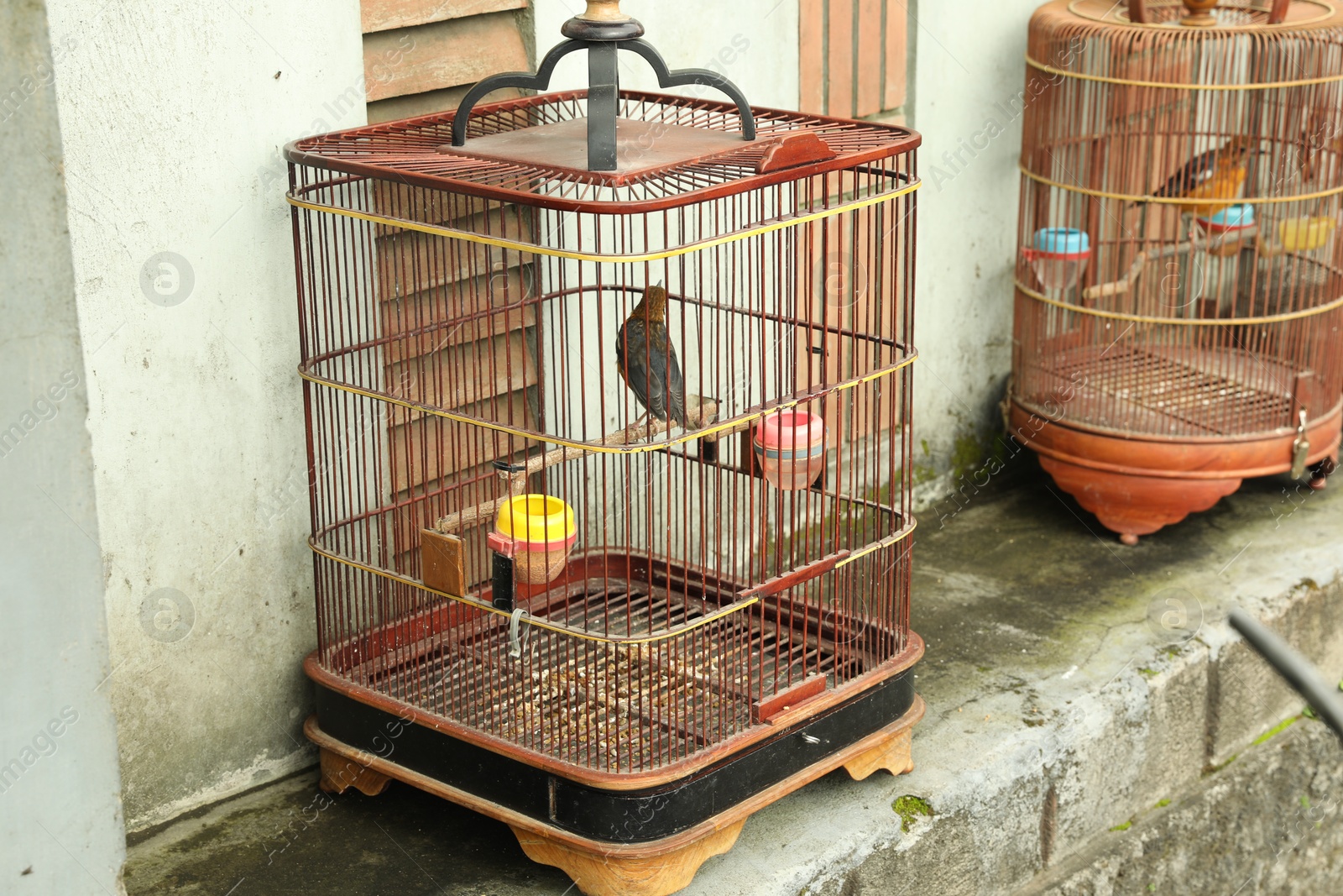 Beautiful birds in cages on market outdoors Photo of Beautiful birds in cages on market outdoors
