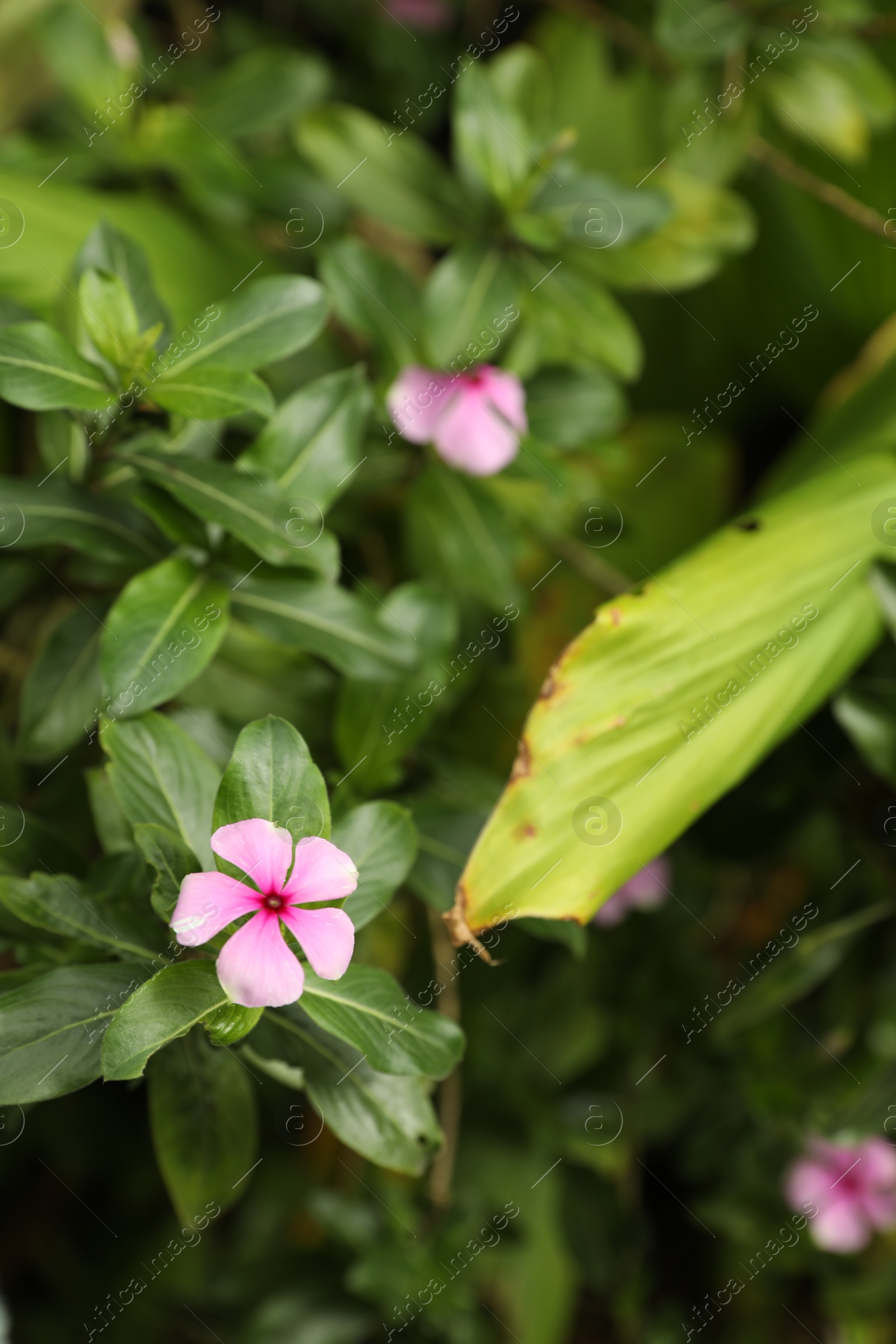 Pink periwinkle plant with beautiful flowers growing outdoors, closeup Photo of Pink periwinkle plant with beautiful flowers growing outdoors, closeup