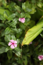 Photo of Pink periwinkle plant with beautiful flowers growing outdoors, closeup